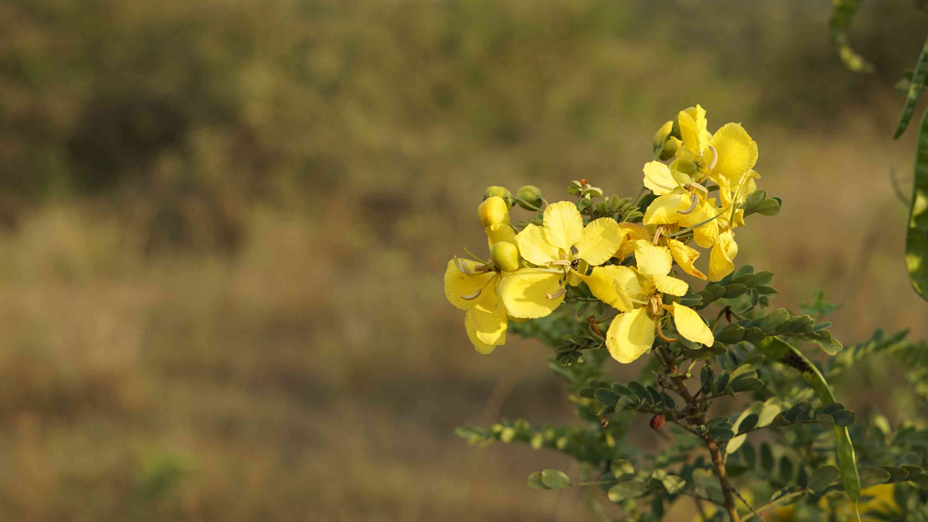 Cassia auriculata (Aavaram poo) Tea Wholesale Manufacturer & Supplier in India